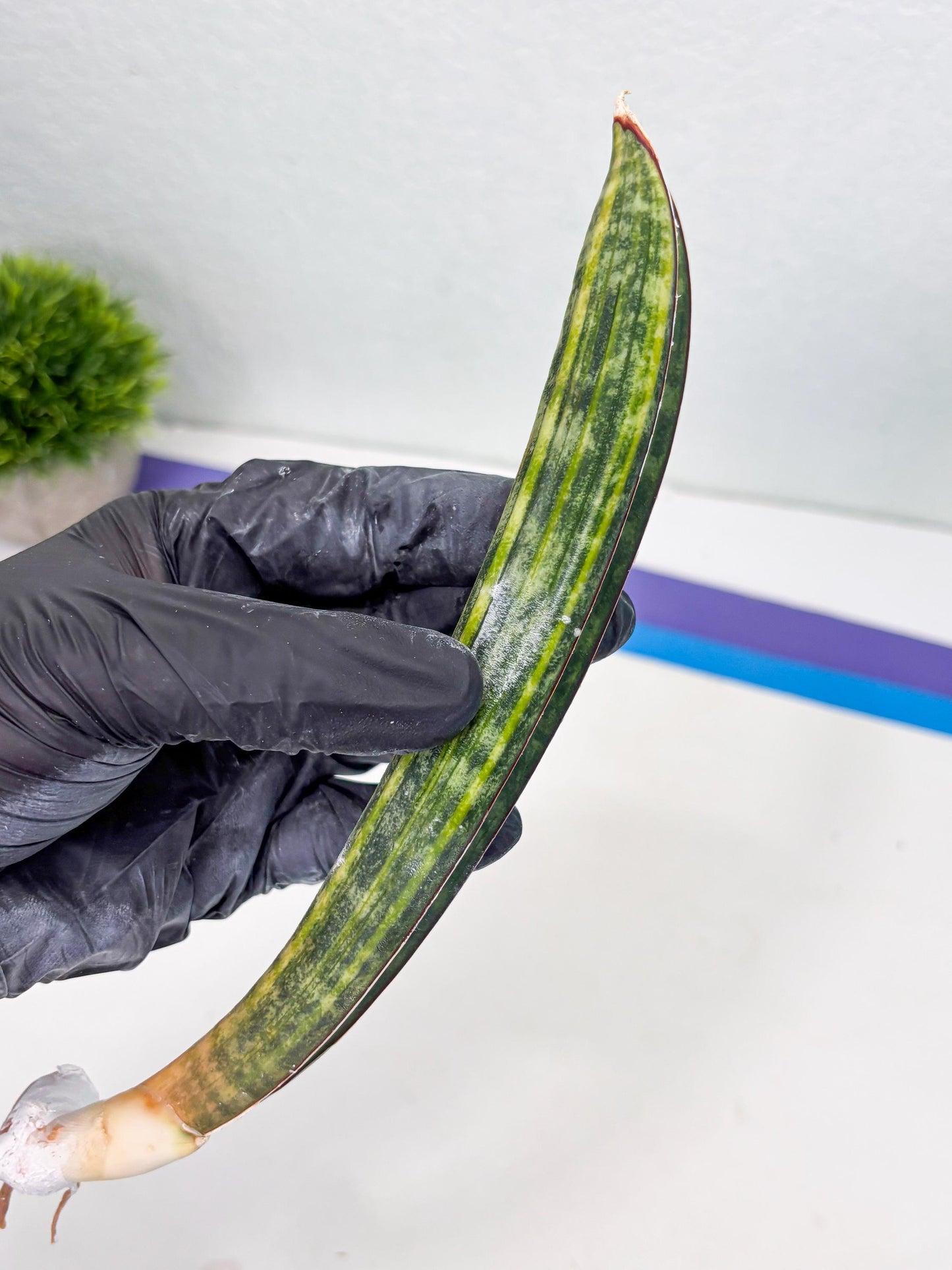 Sansevieria Hallii Baseball Bat Var (su5) (9) | Rare Imported House Plants