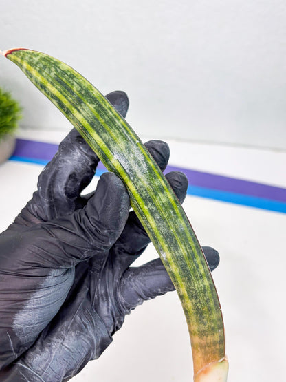 Sansevieria Hallii Baseball Bat Var (su5) (9) | Rare Imported House Plants