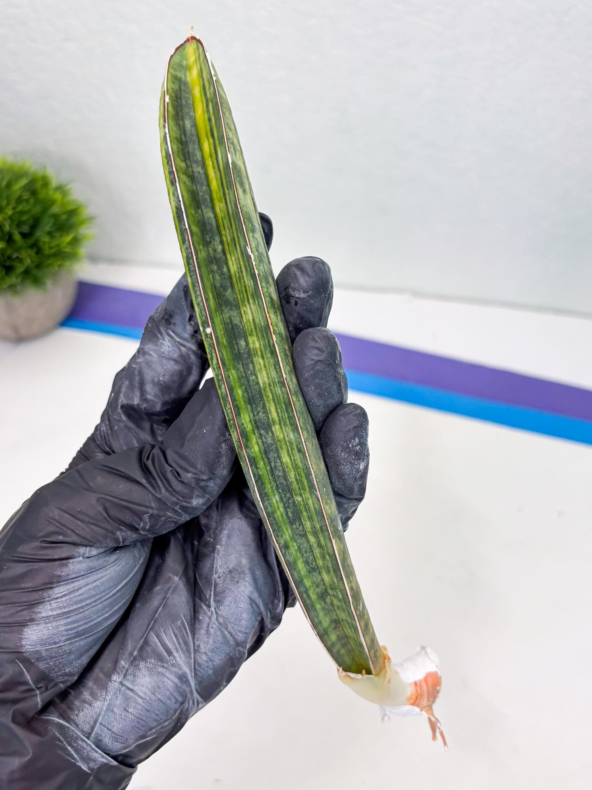 Sansevieria Hallii Baseball Bat Var (su5) (9) | Rare Imported House Plants