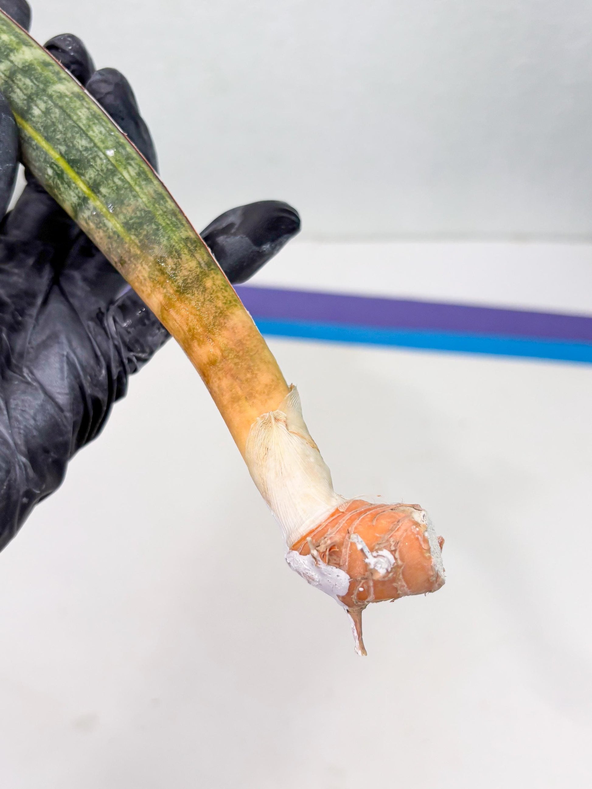 Sansevieria Hallii Baseball Bat Var (su5) (10) | Rare Imported House Plants