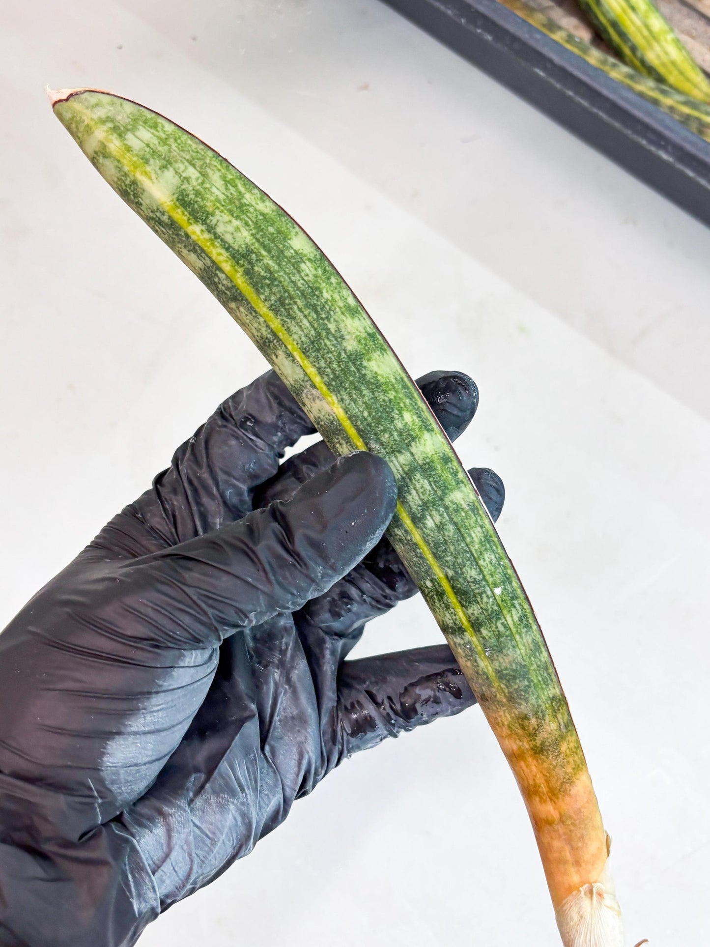 Sansevieria Hallii Baseball Bat Var (su5) (10) | Rare Imported House Plants