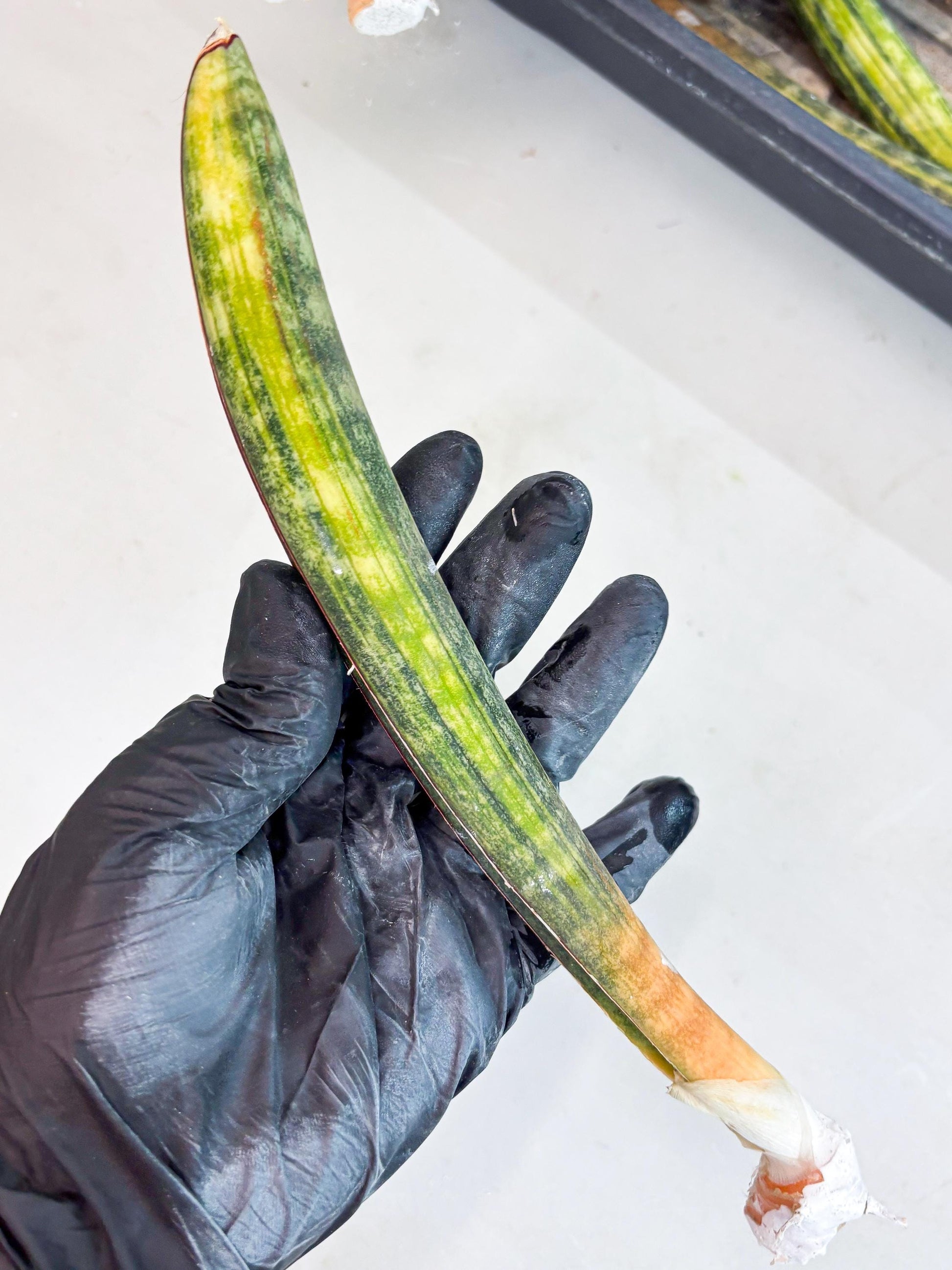 Sansevieria Hallii Baseball Bat Var (su5) (10) | Rare Imported House Plants