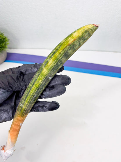 Sansevieria Hallii Baseball Bat Var (su5) (10) | Rare Imported House Plants
