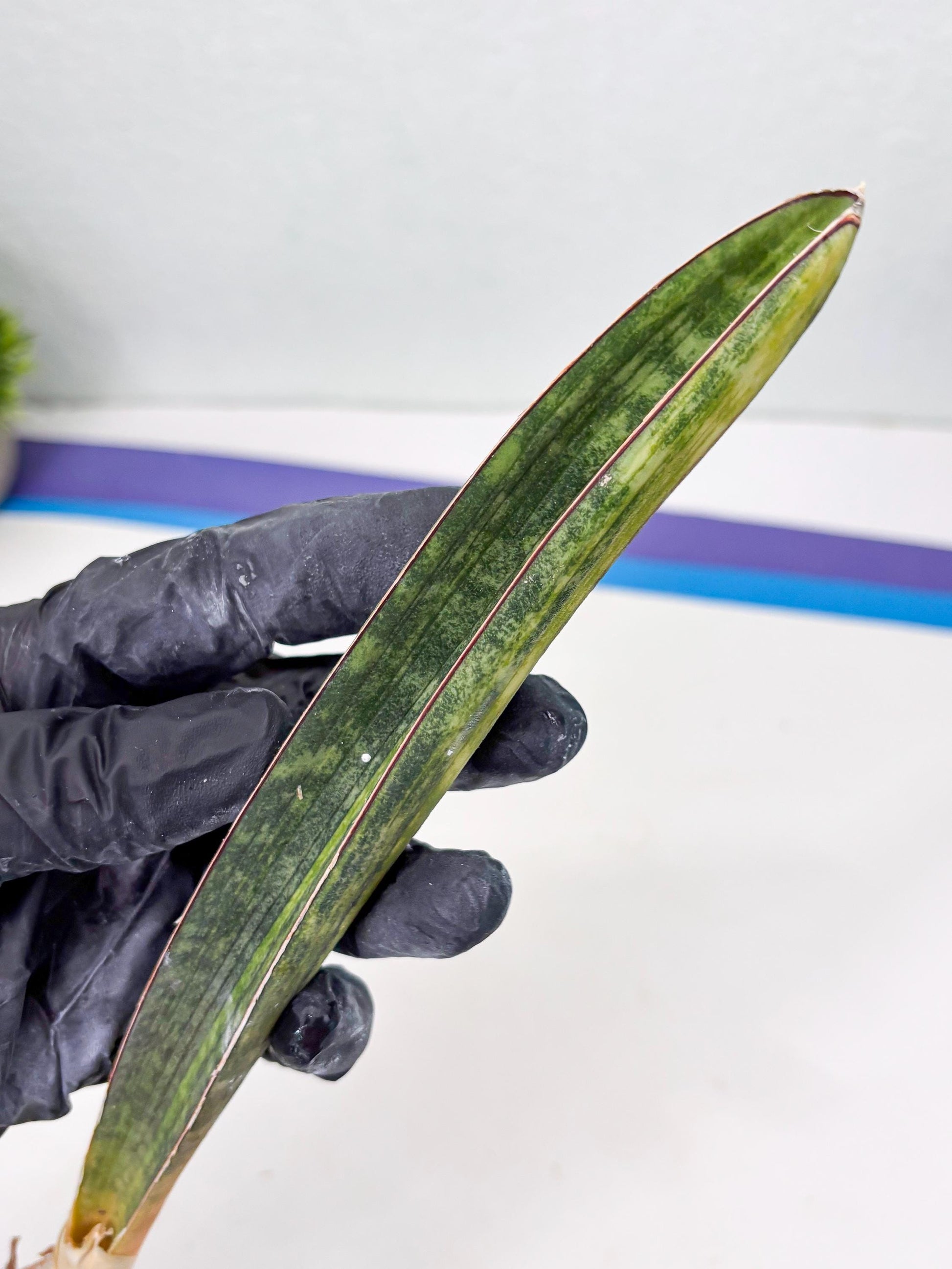 Sansevieria Hallii Baseball Bat Var (su5) (10) | Rare Imported House Plants