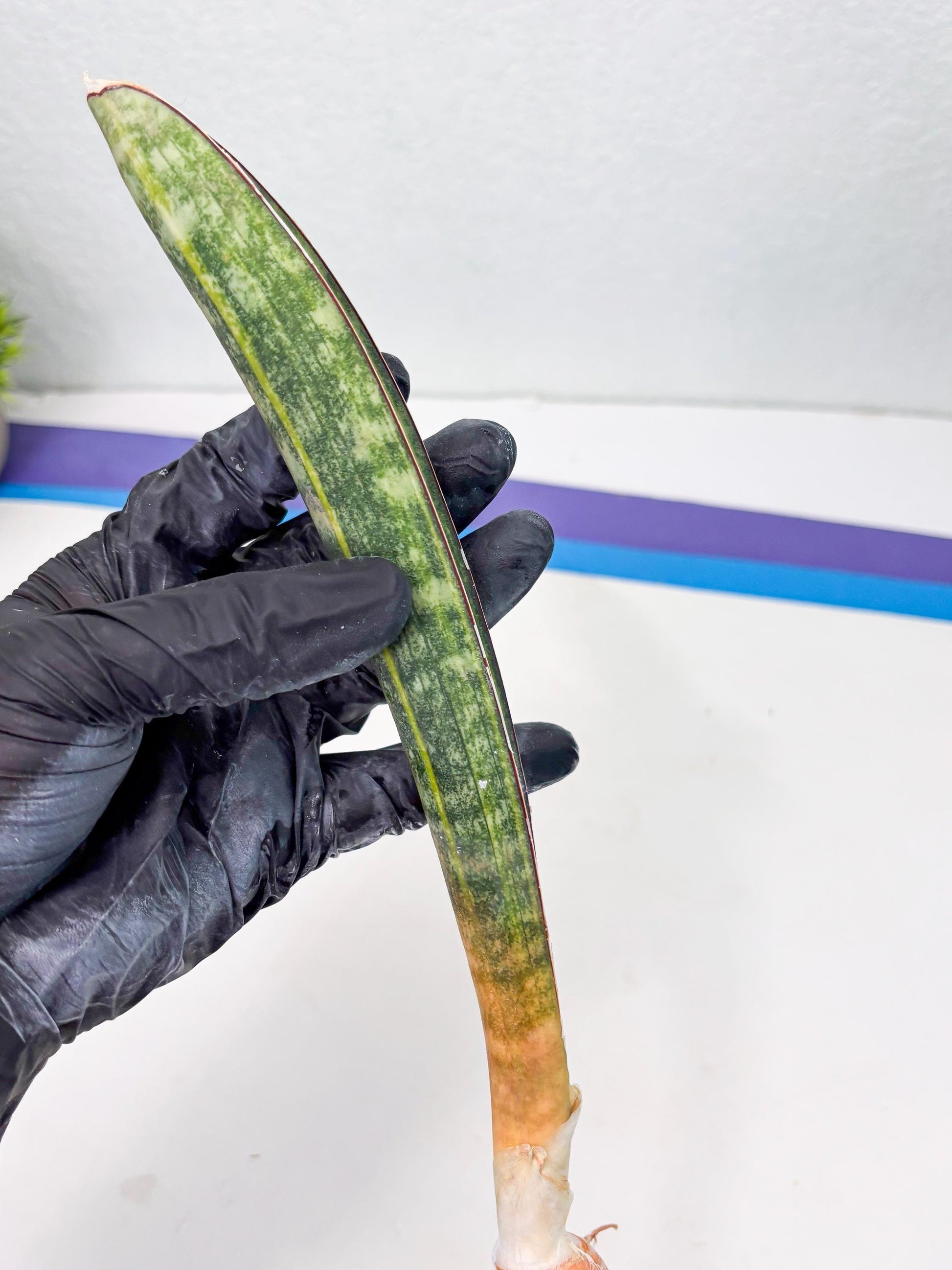 Sansevieria Hallii Baseball Bat Var (su5) (10) | Rare Imported House Plants