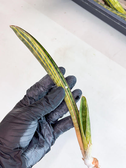 Sansevieria Hallii Baseball Bat Var (su5) (11) | Rare Imported House Plants