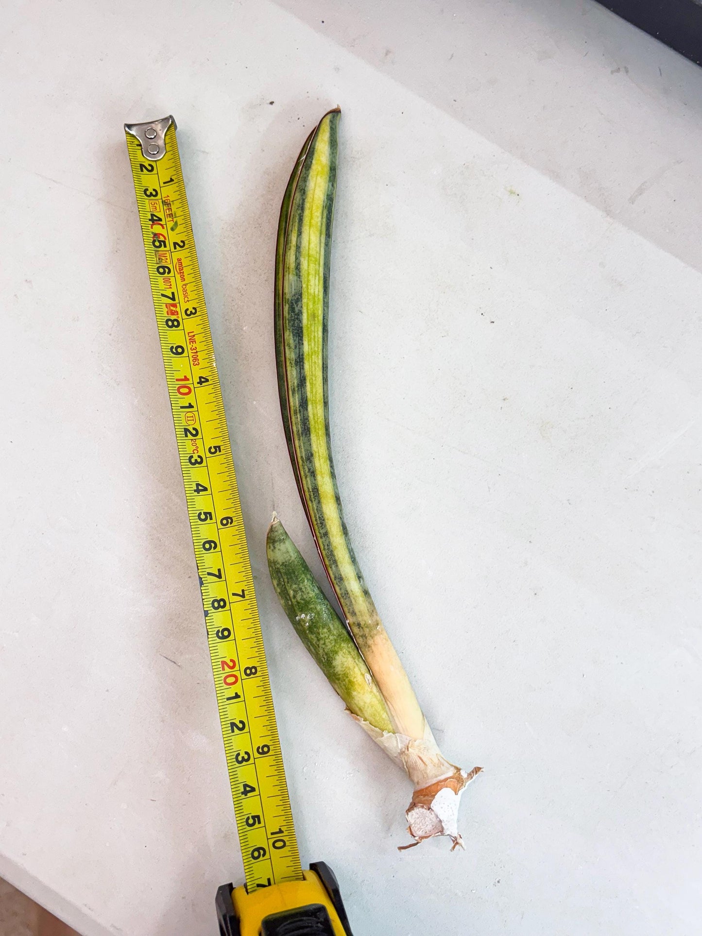 Sansevieria Hallii Baseball Bat Var (su5) (11) | Rare Imported House Plants