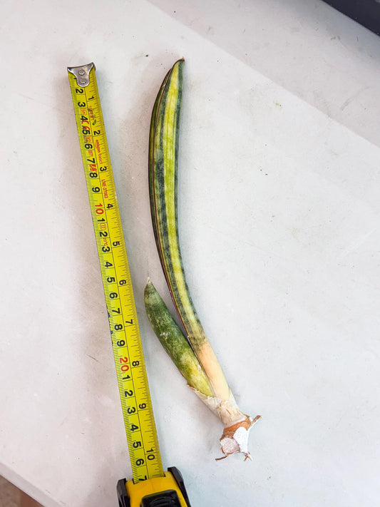 Sansevieria Hallii Baseball Bat Var (su5) (11) | Rare Imported House Plants