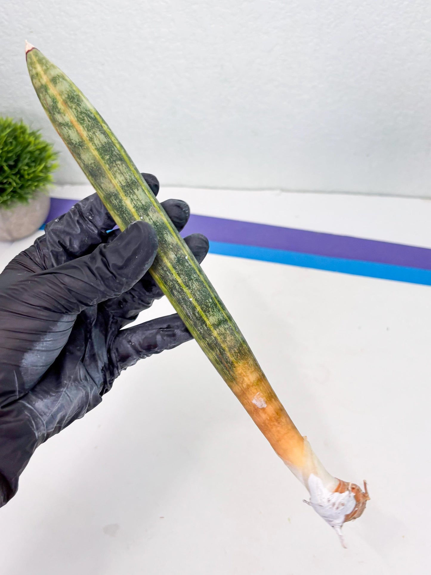 Sansevieria Hallii Baseball Bat Var (su5) (10) | Rare Imported House Plants