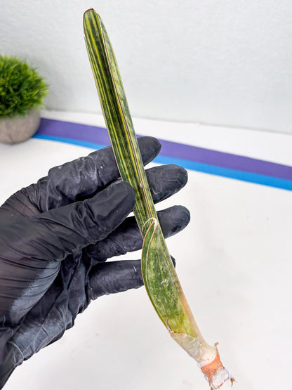 Sansevieria Hallii Baseball Bat Var (su5) (11) | Rare Imported House Plants