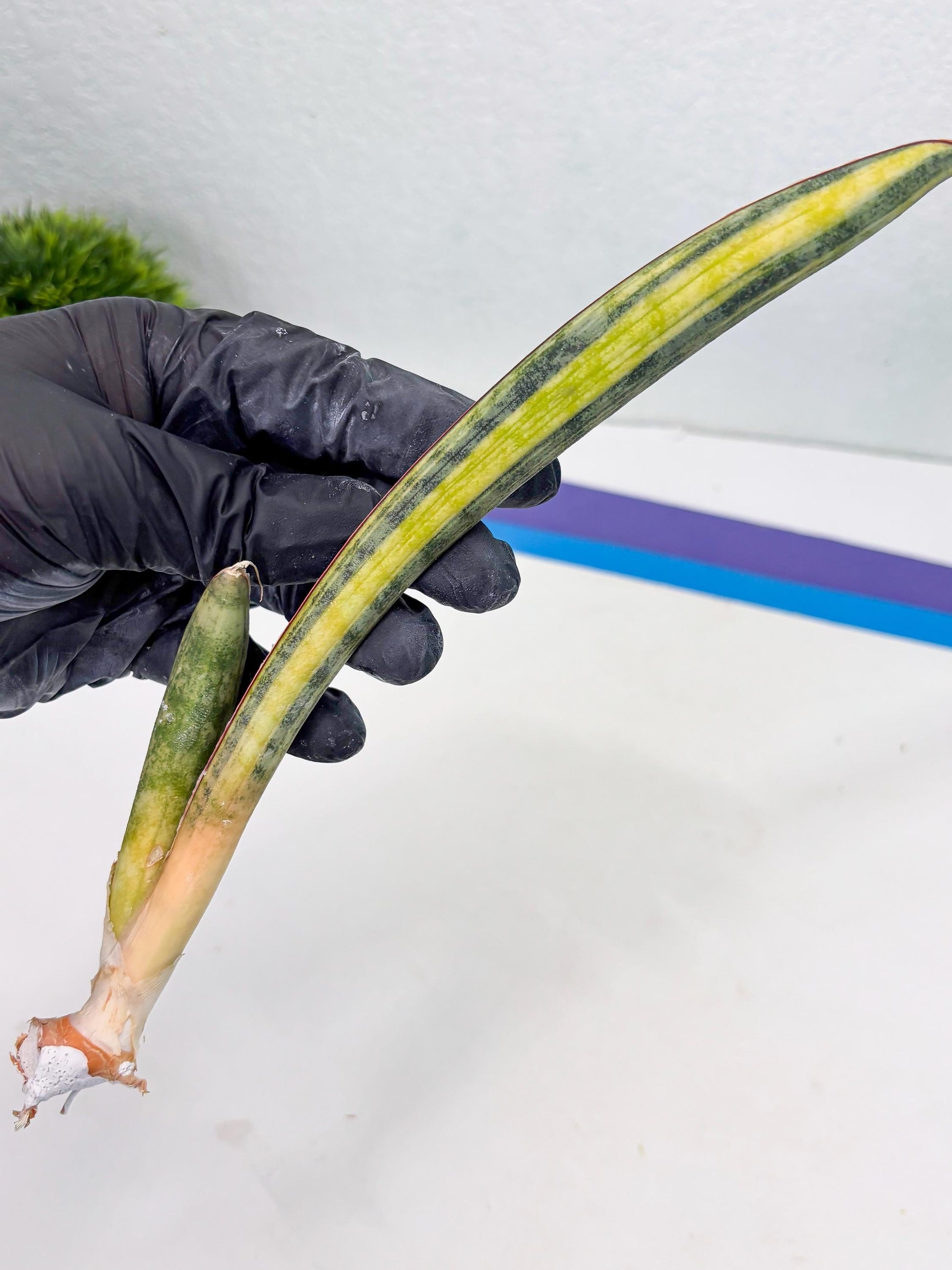 Sansevieria Hallii Baseball Bat Var (su5) (11) | Rare Imported House Plants