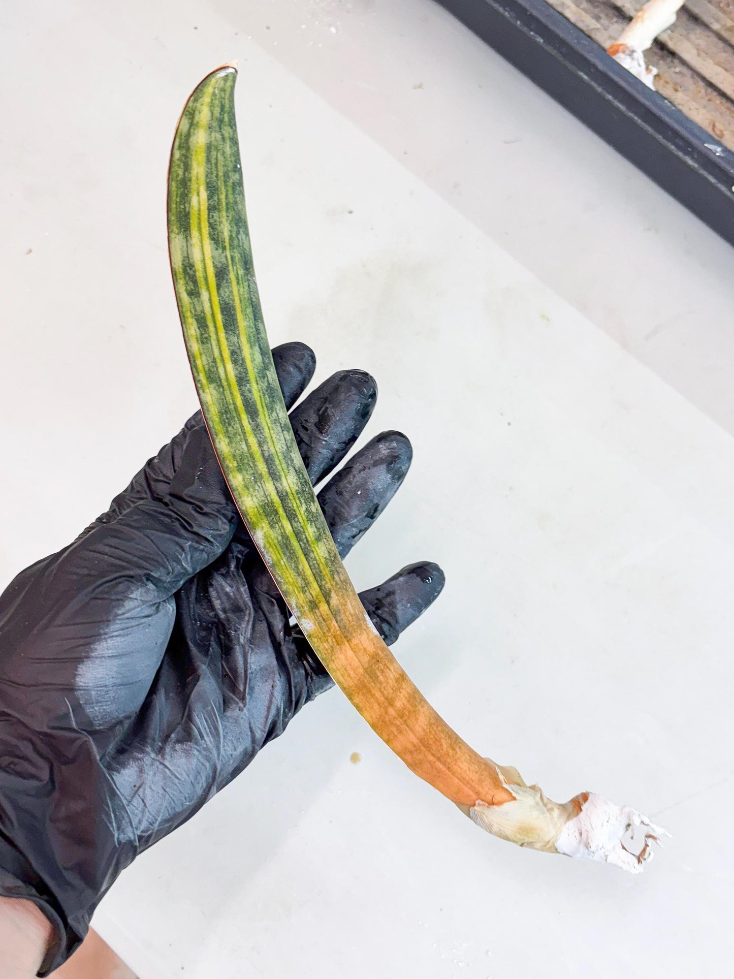 Sansevieria Hallii Baseball Bat Var (su5) (13) | Rare Imported House Plants