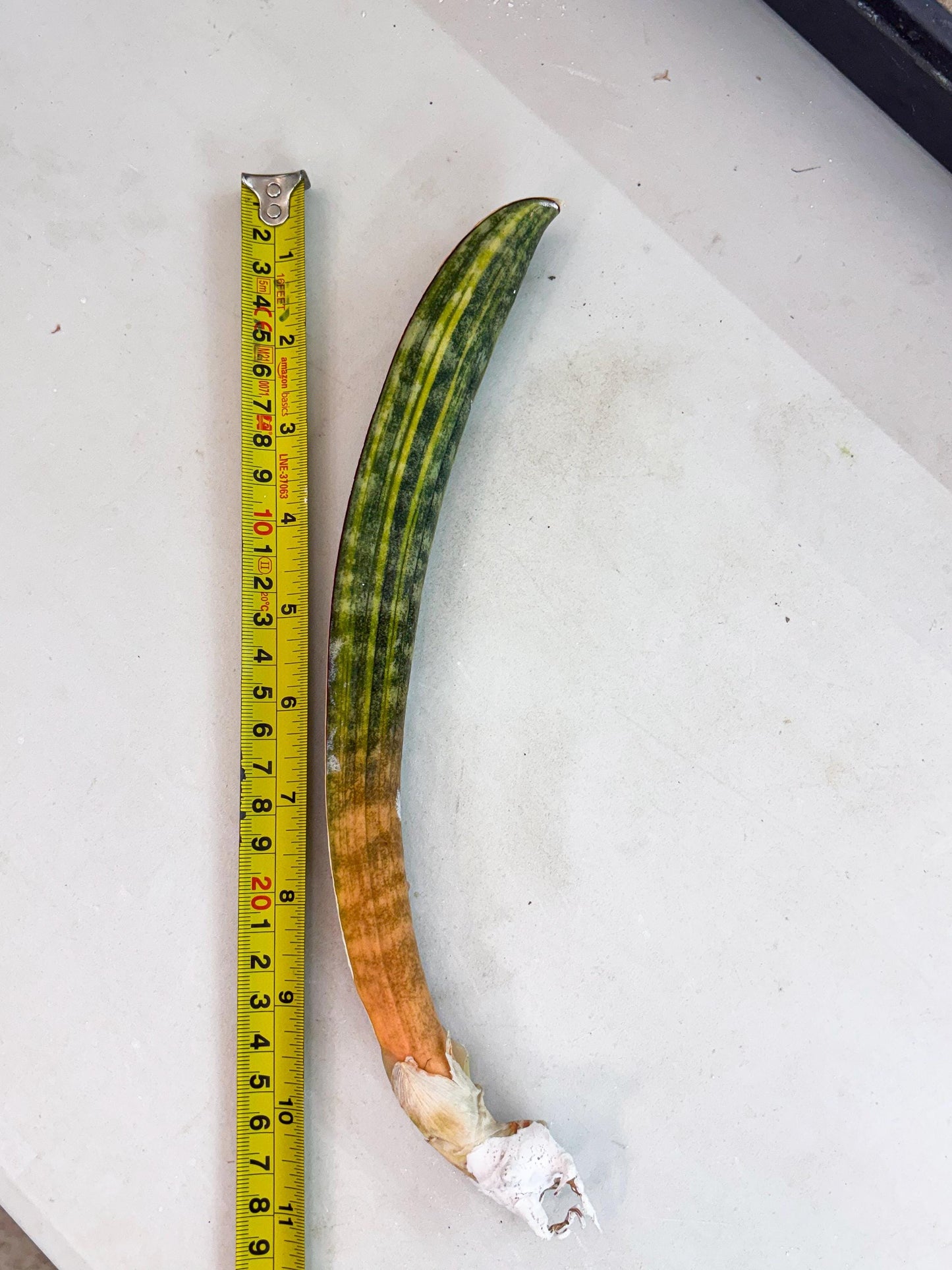 Sansevieria Hallii Baseball Bat Var (su5) (13) | Rare Imported House Plants