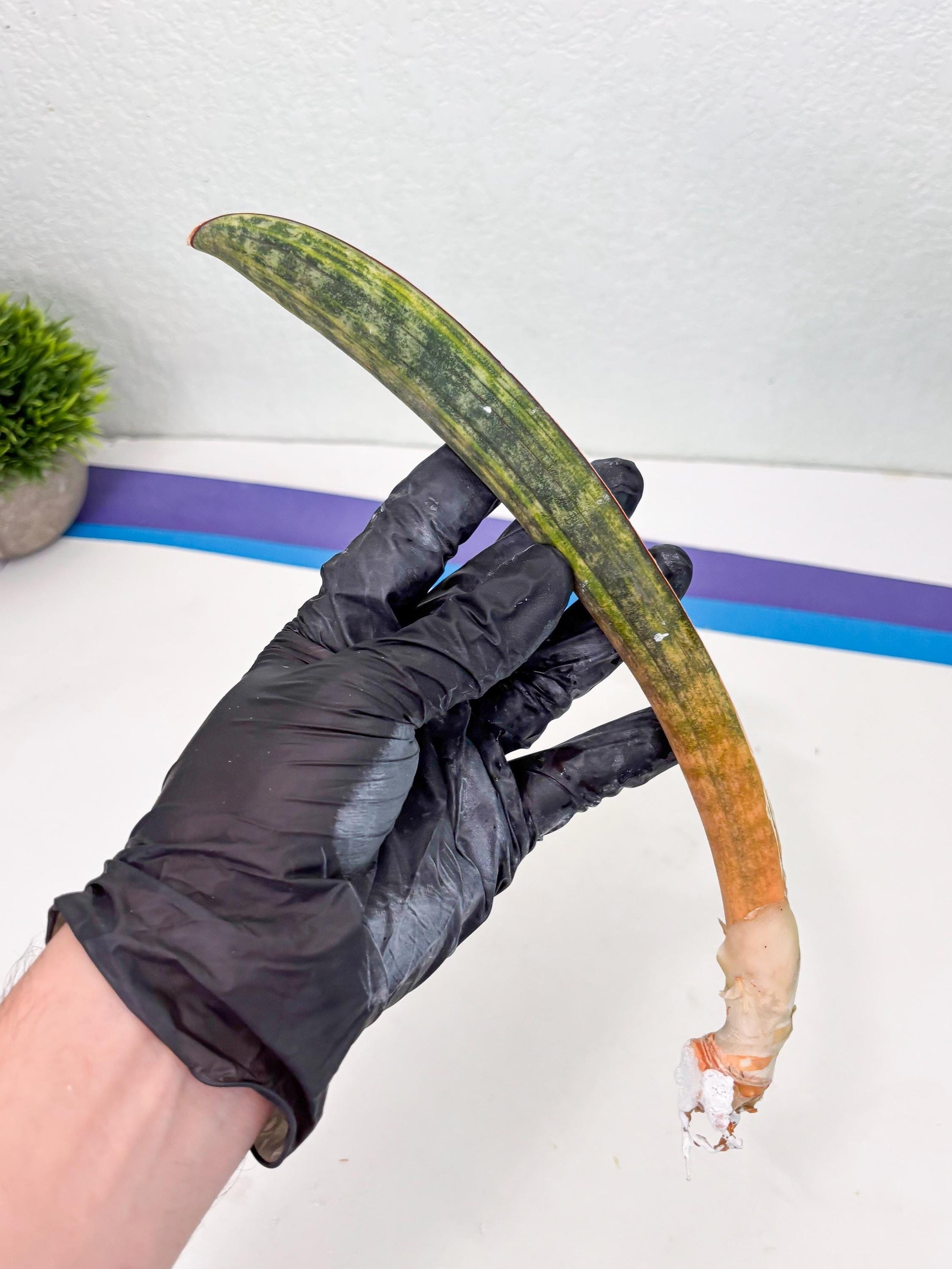 Sansevieria Hallii Baseball Bat Var (su5) (13) | Rare Imported House Plants