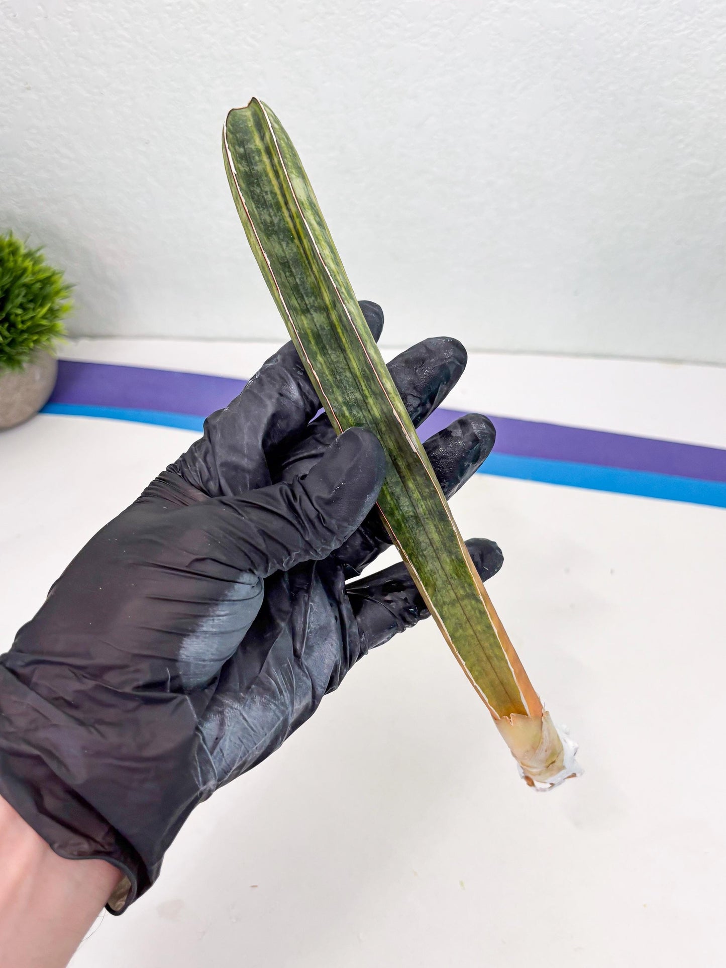 Sansevieria Hallii Baseball Bat Var (su5) (13) | Rare Imported House Plants