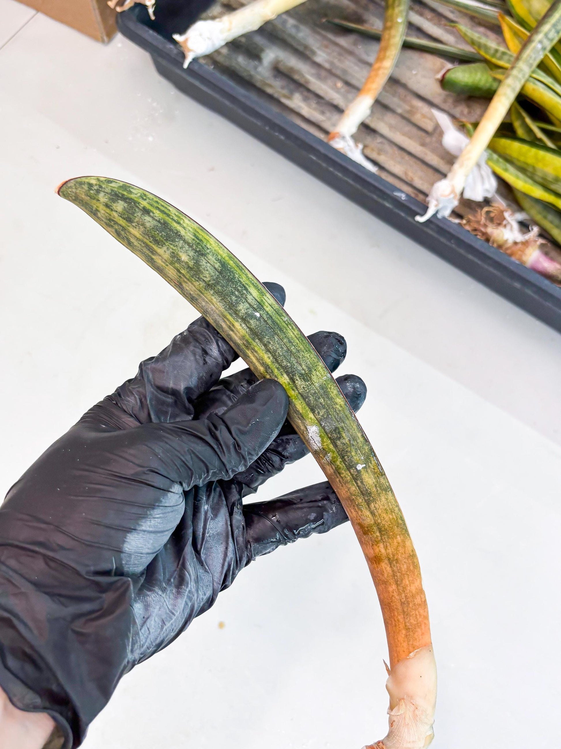 Sansevieria Hallii Baseball Bat Var (su5) (13) | Rare Imported House Plants