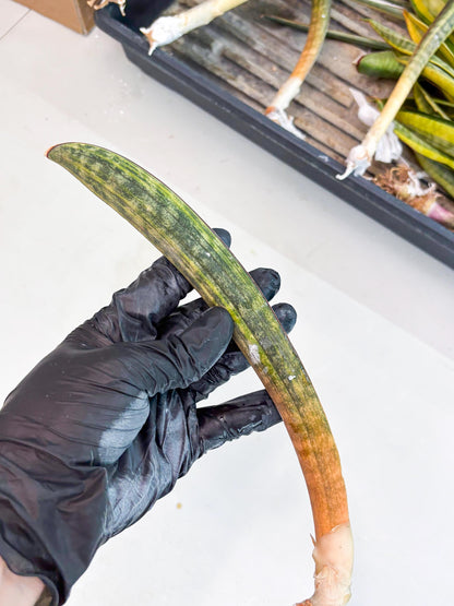 Sansevieria Hallii Baseball Bat Var (su5) (13) | Rare Imported House Plants