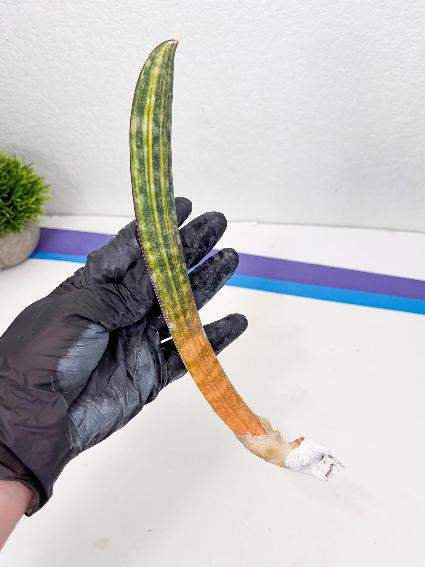 Sansevieria Hallii Baseball Bat Var (su5) (13) | Rare Imported House Plants