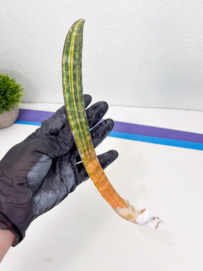 Sansevieria Hallii Baseball Bat Var (su5) (13) | Rare Imported House Plants