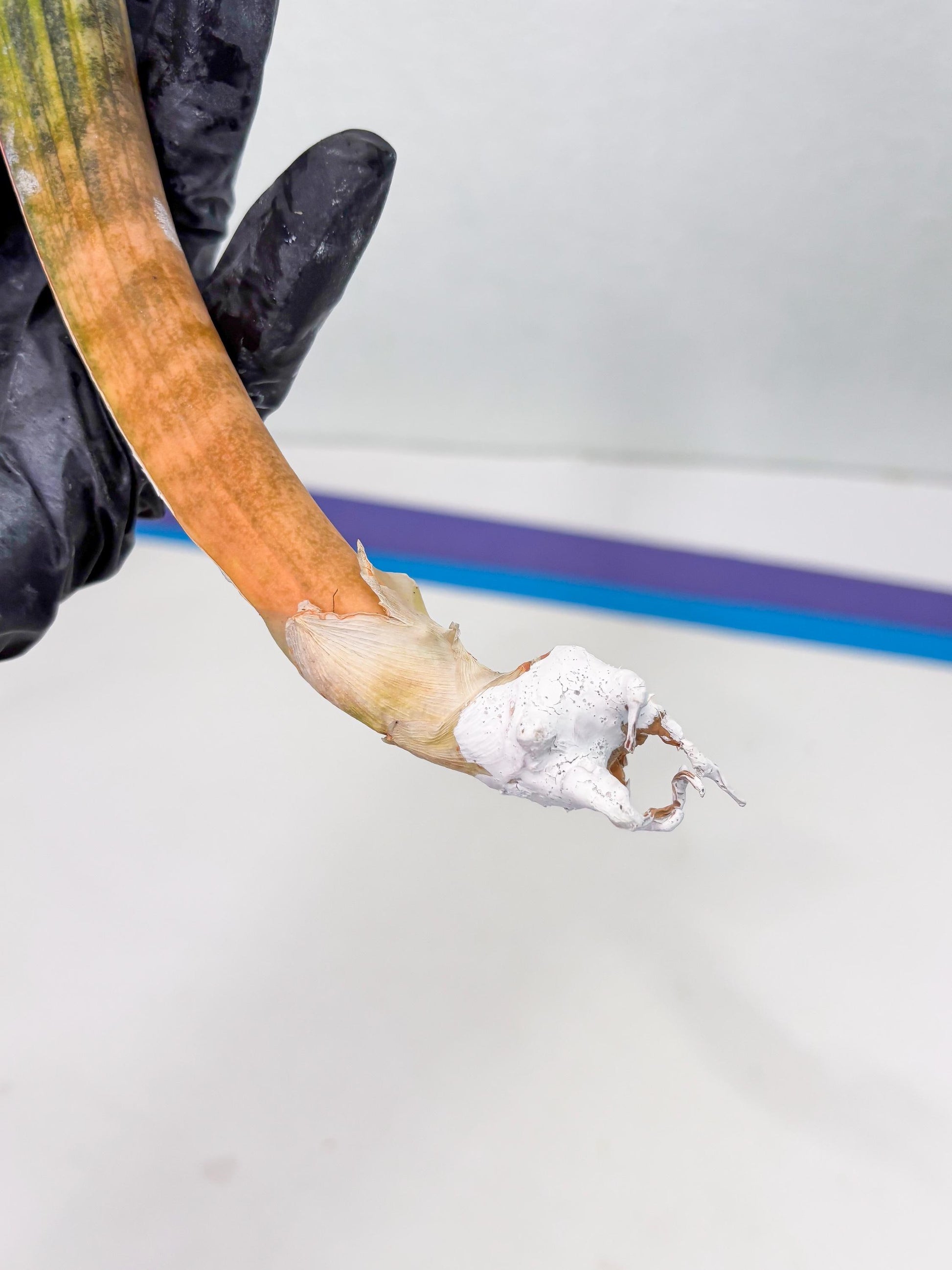 Sansevieria Hallii Baseball Bat Var (su5) (13) | Rare Imported House Plants