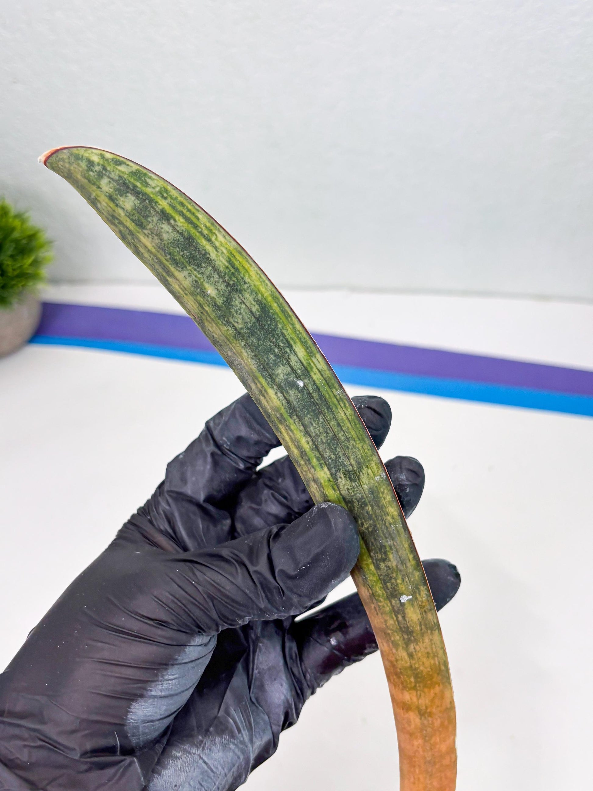 Sansevieria Hallii Baseball Bat Var (su5) (13) | Rare Imported House Plants