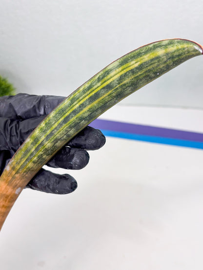 Sansevieria Hallii Baseball Bat Var (su5) (13) | Rare Imported House Plants