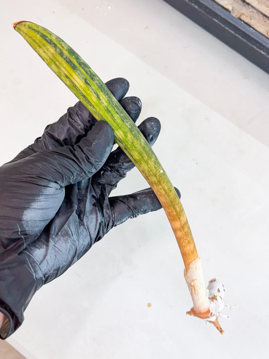 Sansevieria Hallii Baseball Bat Var (su5) (14) | Rare Imported House Plants