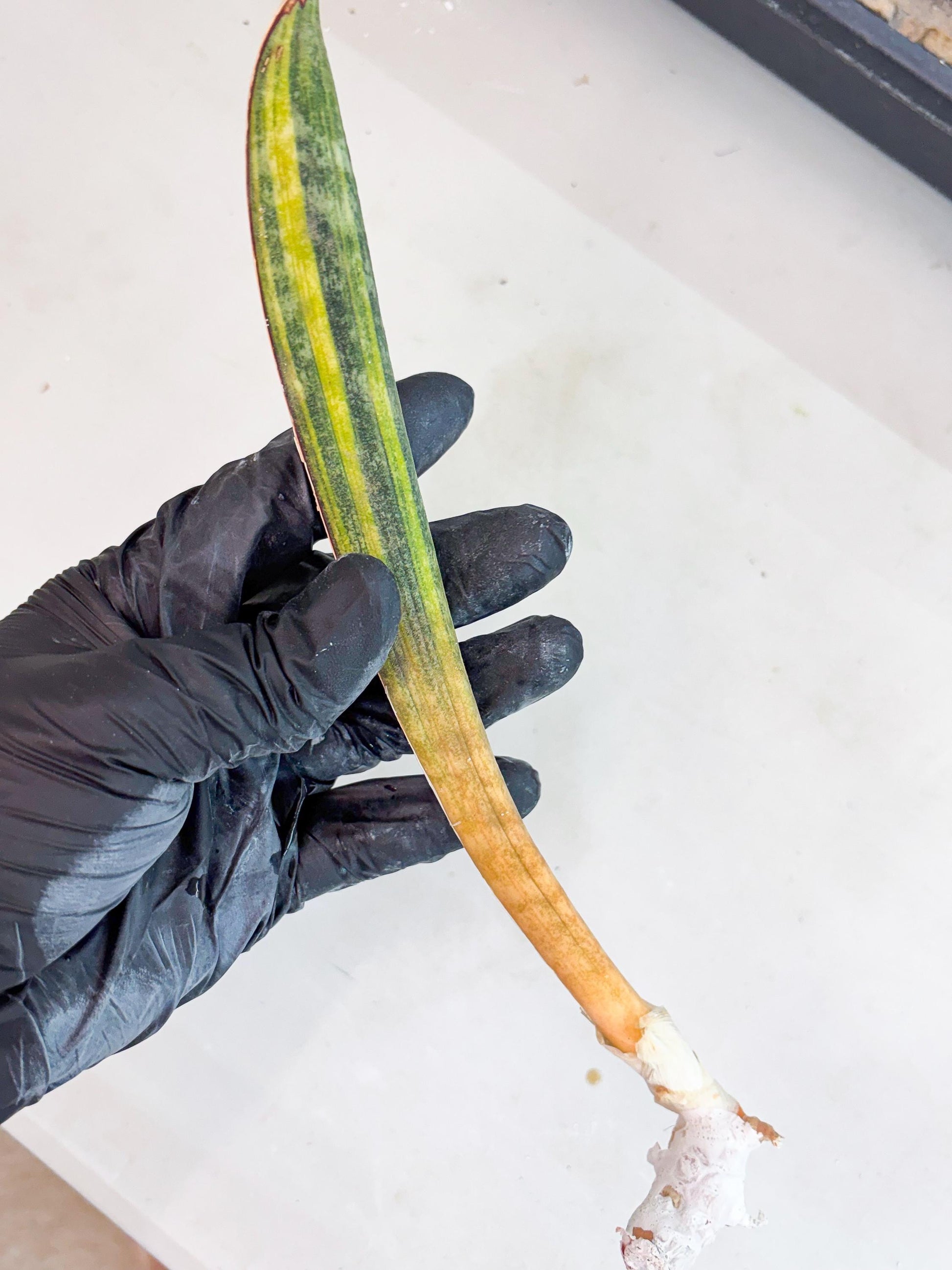 Sansevieria Hallii Baseball Bat Var (su5) (14) | Rare Imported House Plants