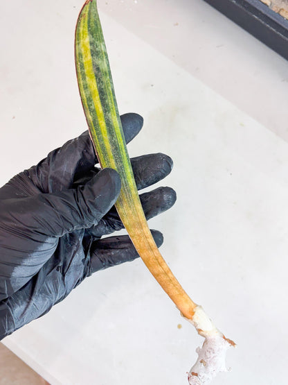 Sansevieria Hallii Baseball Bat Var (su5) (14) | Rare Imported House Plants