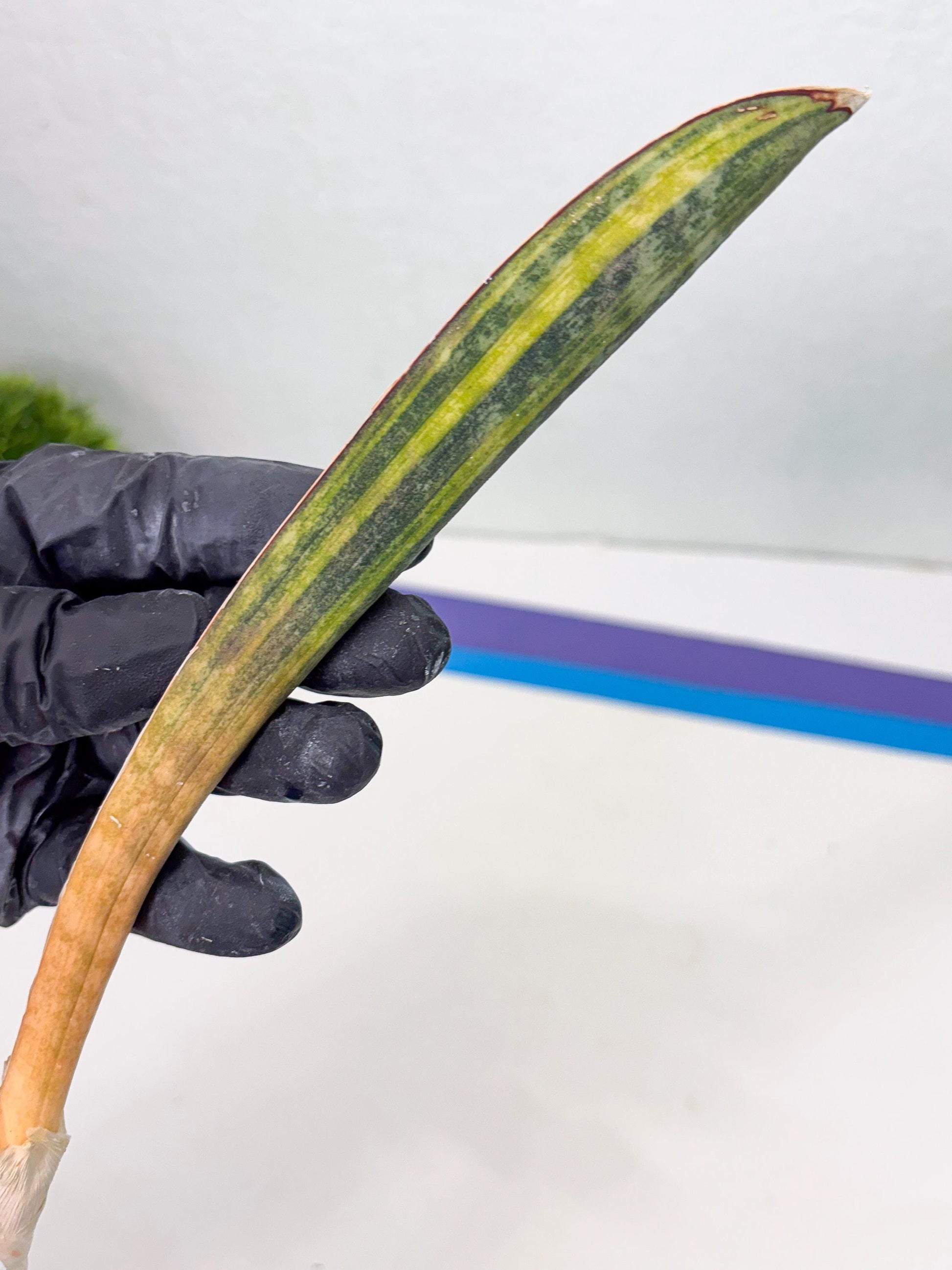 Sansevieria Hallii Baseball Bat Var (su5) (14) | Rare Imported House Plants