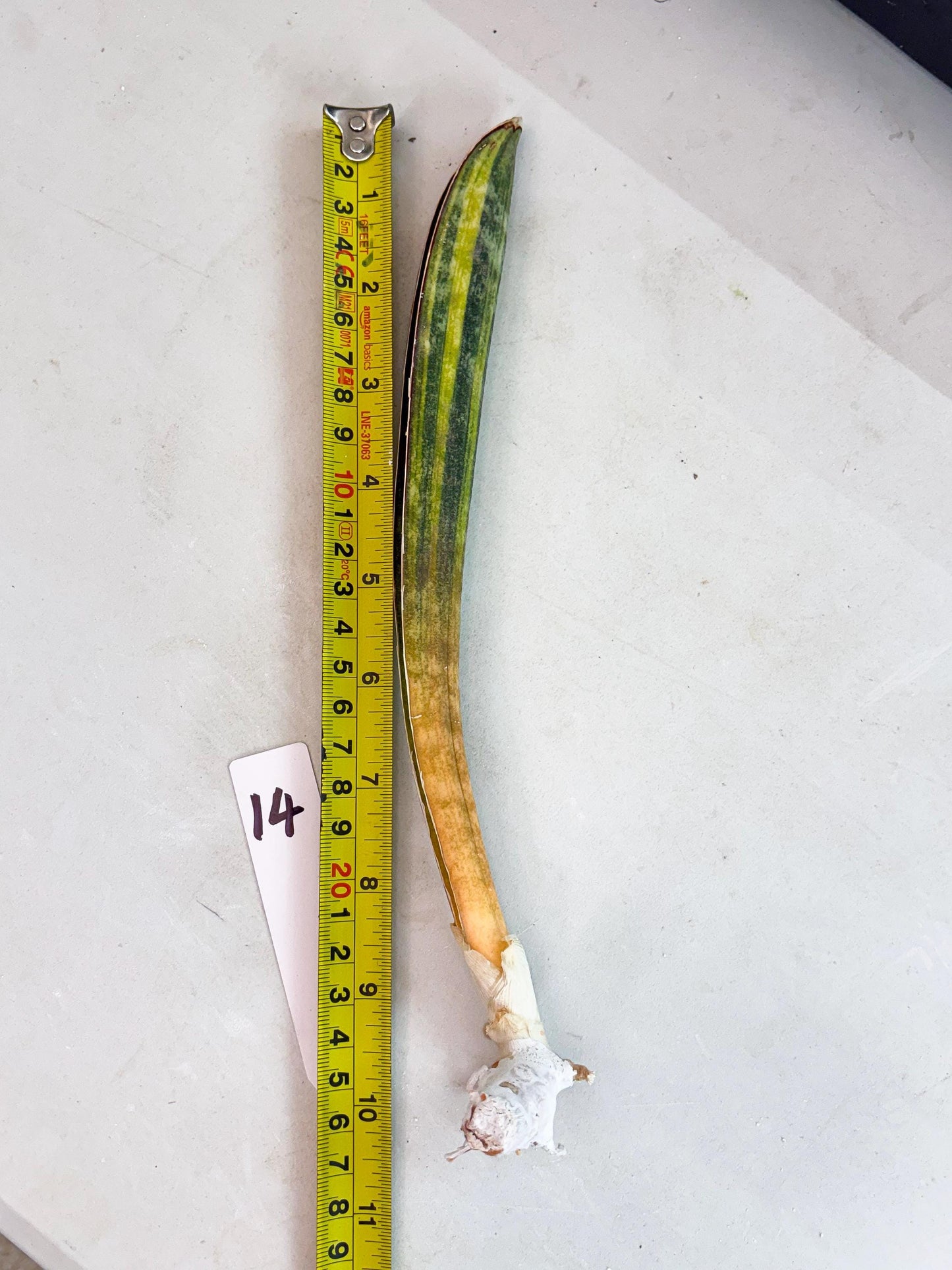 Sansevieria Hallii Baseball Bat Var (su5) (14) | Rare Imported House Plants