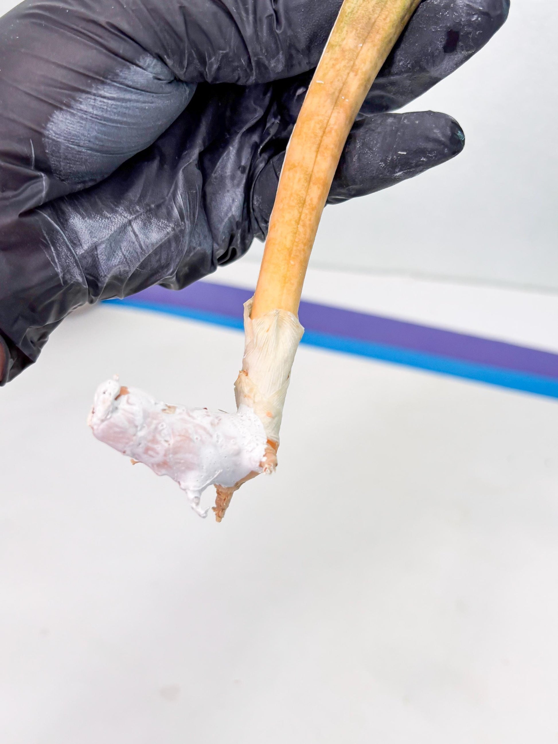 Sansevieria Hallii Baseball Bat Var (su5) (14) | Rare Imported House Plants