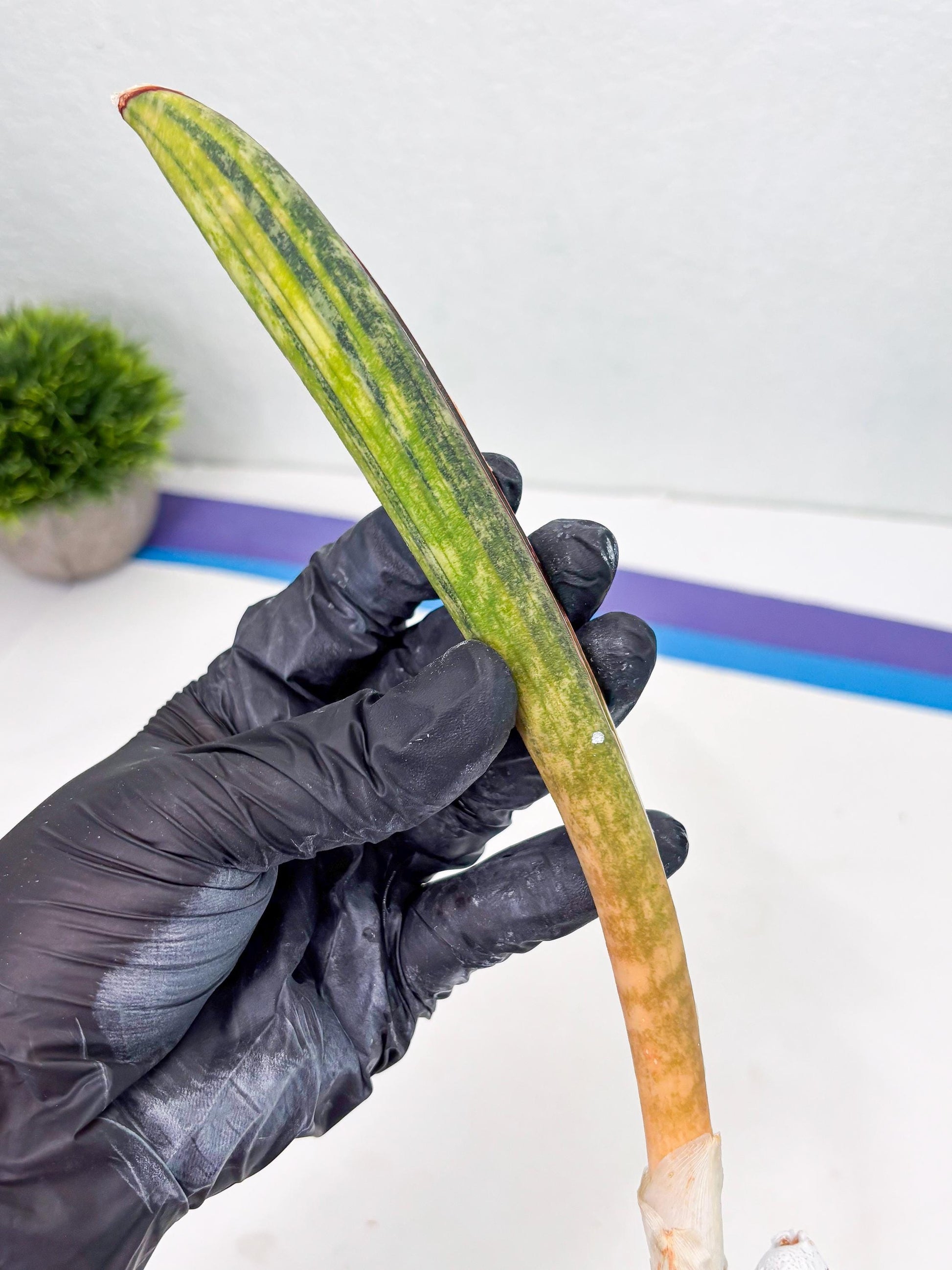 Sansevieria Hallii Baseball Bat Var (su5) (14) | Rare Imported House Plants