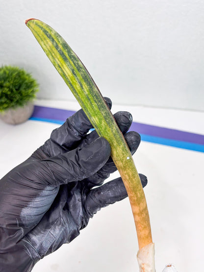 Sansevieria Hallii Baseball Bat Var (su5) (14) | Rare Imported House Plants