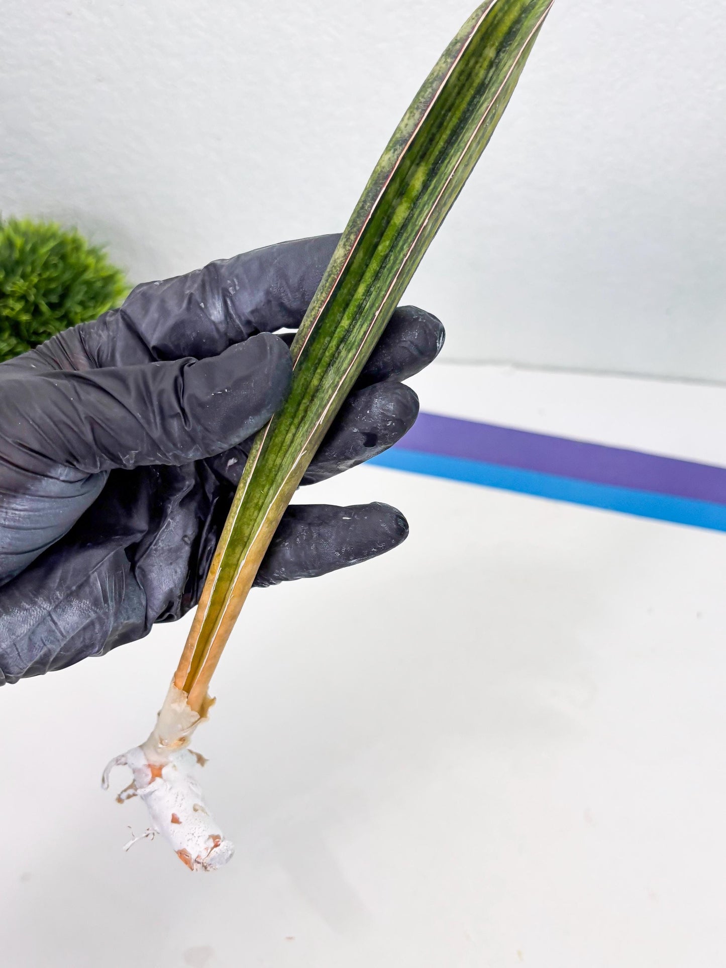 Sansevieria Hallii Baseball Bat Var (su5) (14) | Rare Imported House Plants