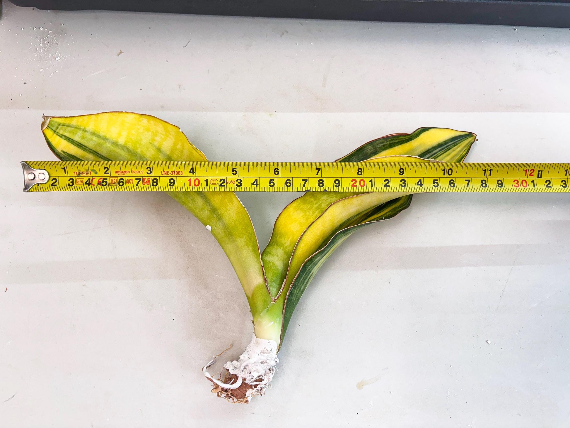 Sansevieria Black Rose var (Su6) (1) | Rare Snake Plant