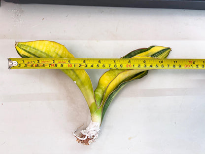 Sansevieria Black Rose var (Su6) (1) | Rare Snake Plant