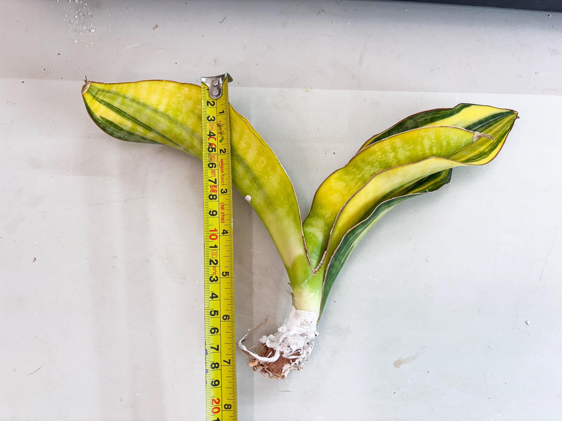 Sansevieria Black Rose var (Su6) (1) | Rare Snake Plant