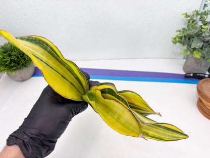 Sansevieria Black Rose var (Su6) (1) | Rare Snake Plant