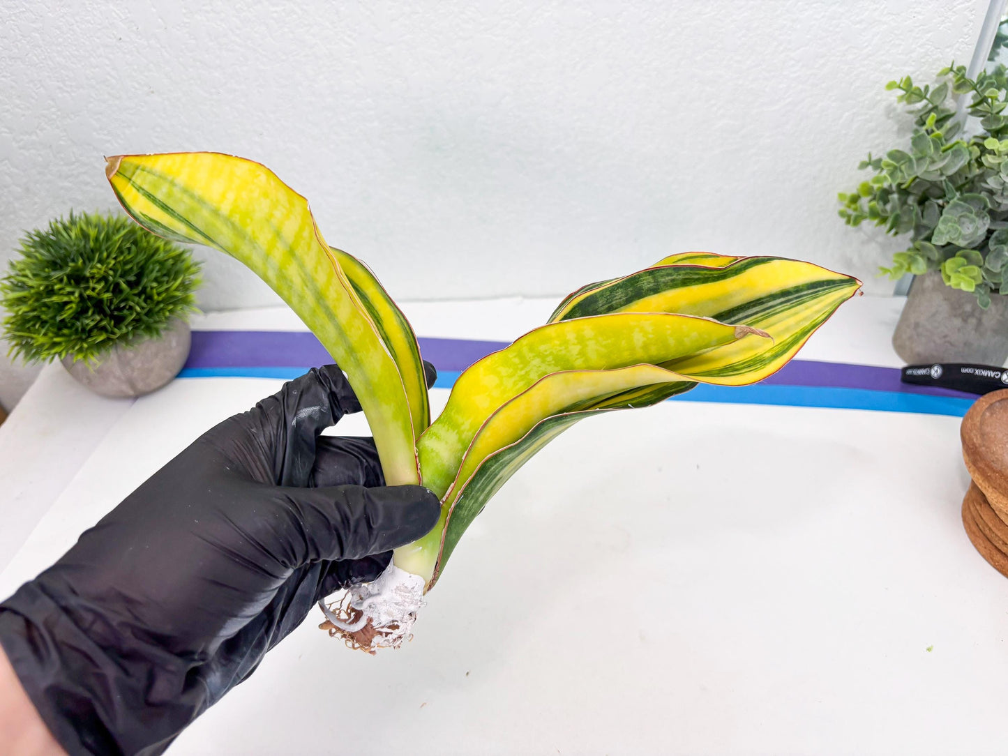 Sansevieria Black Rose var (Su6) (1) | Rare Snake Plant