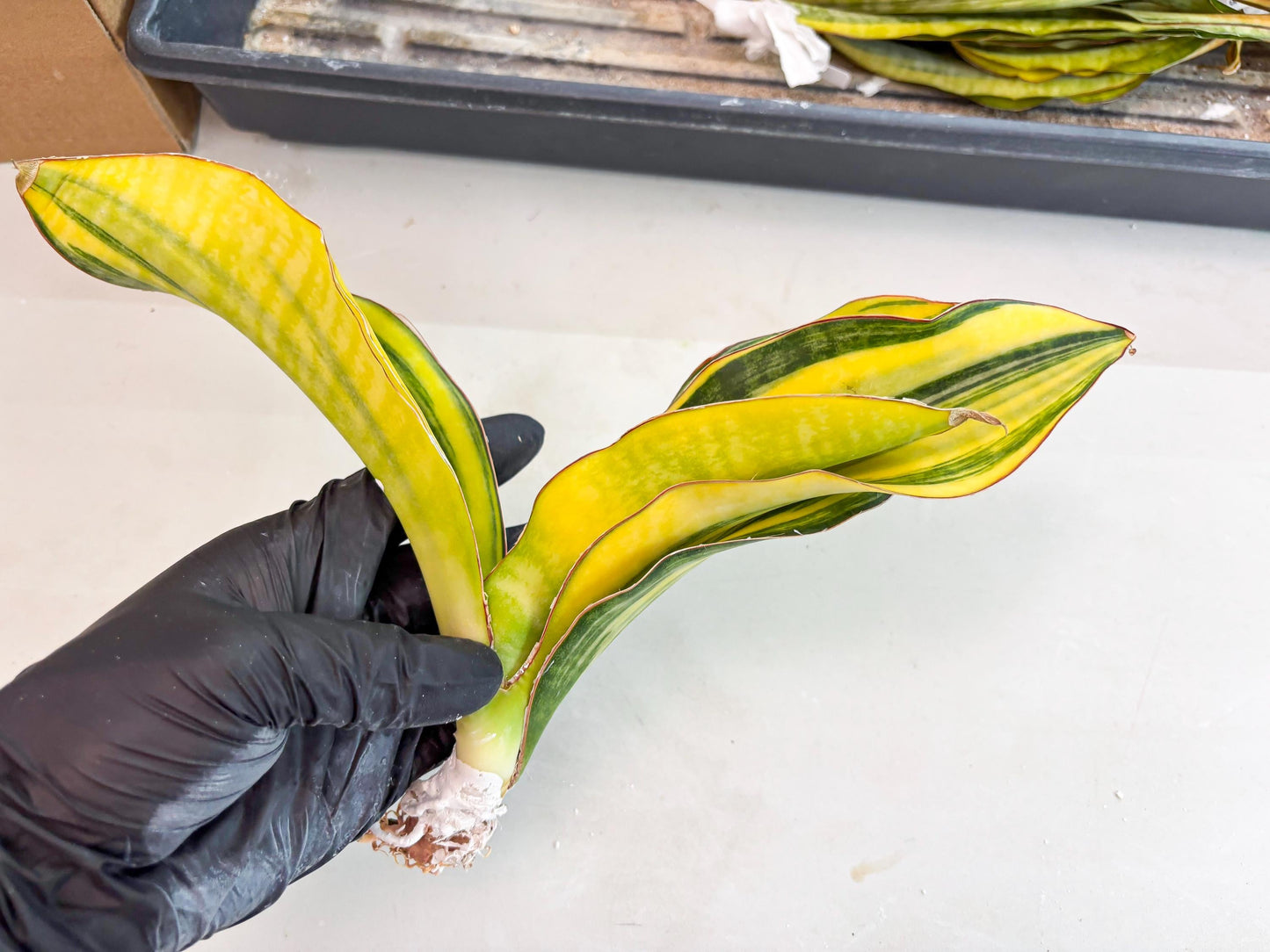 Sansevieria Black Rose var (Su6) (1) | Rare Snake Plant