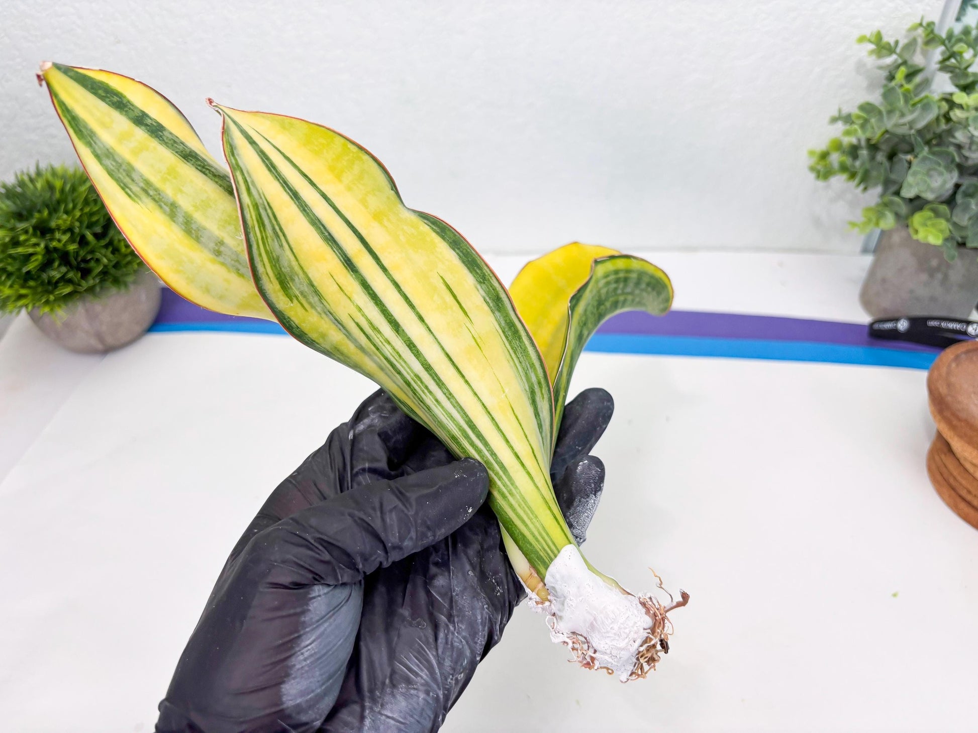 Sansevieria Black Rose var (Su6) (1) | Rare Snake Plant