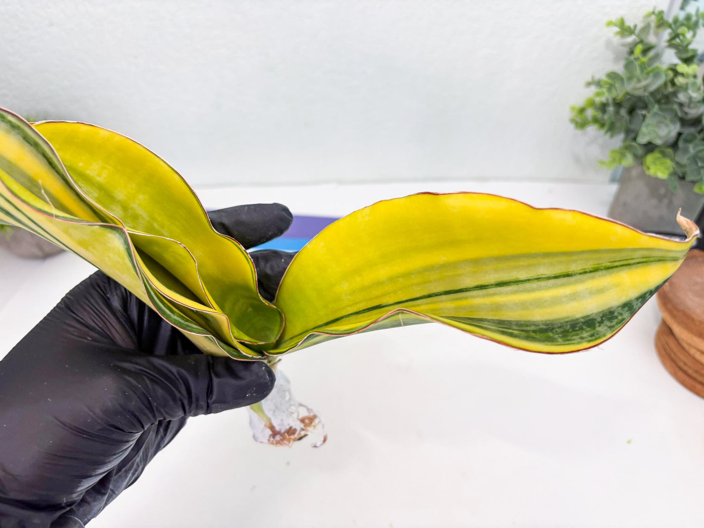 Sansevieria Black Rose var (Su6) (1) | Rare Snake Plant