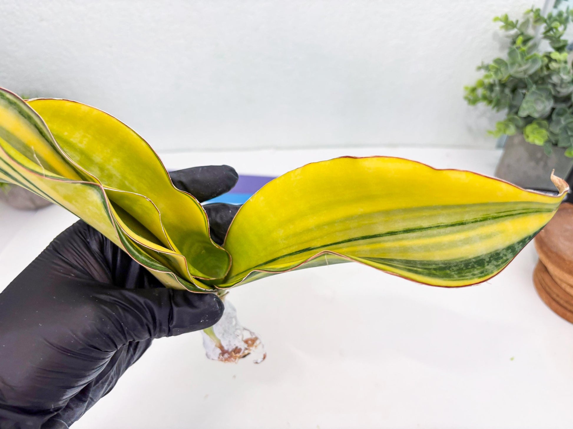 Sansevieria Black Rose var (Su6) (1) | Rare Snake Plant