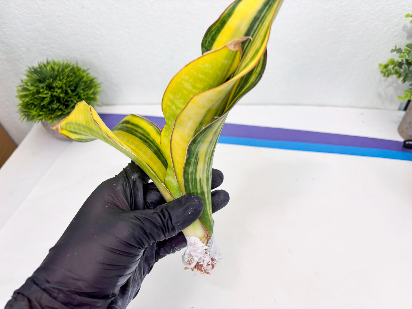 Sansevieria Black Rose var (Su6) (1) | Rare Snake Plant