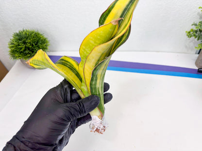Sansevieria Black Rose var (Su6) (1) | Rare Snake Plant