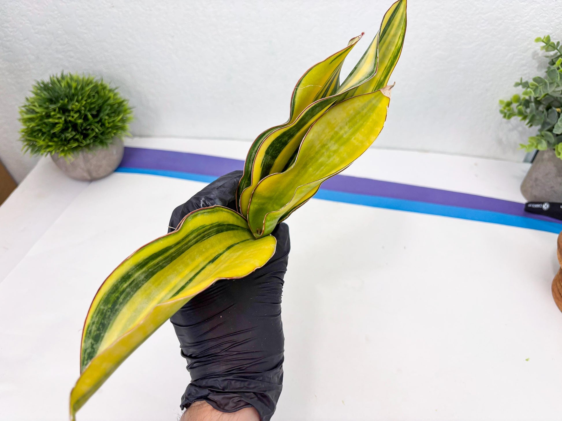 Sansevieria Black Rose var (Su6) (1) | Rare Snake Plant