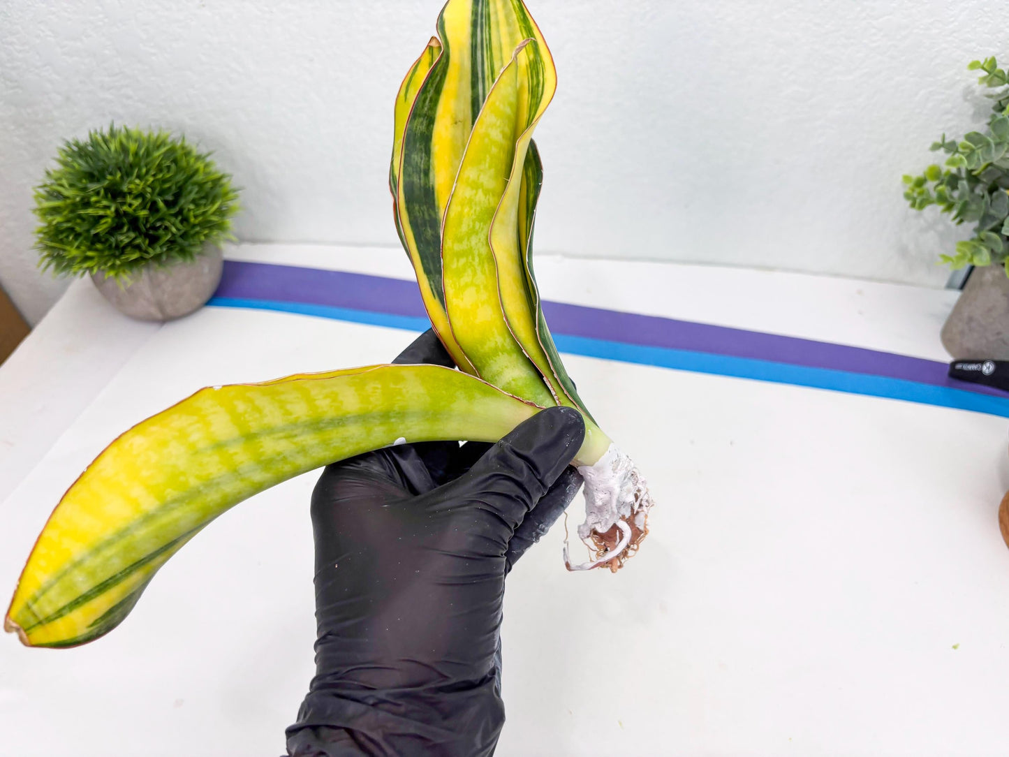 Sansevieria Black Rose var (Su6) (1) | Rare Snake Plant