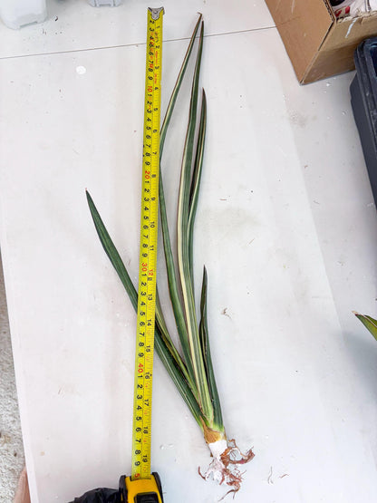 Sansevieria Midnight Fountain White (Su6) (10) | Rare