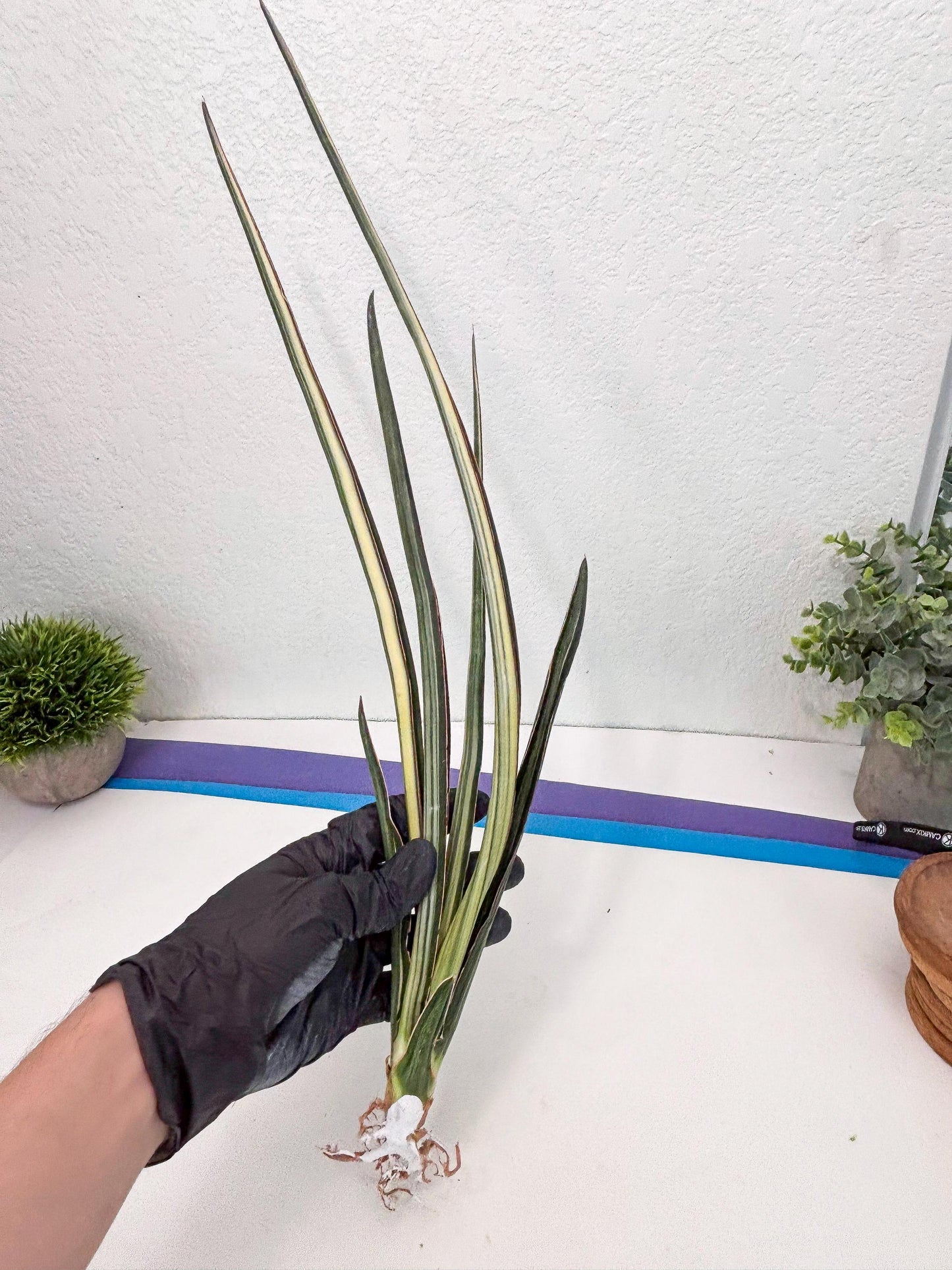 Sansevieria Midnight Fountain White (Su6) (10) | Rare